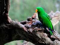 DWM7522  Eclectus Parrot, Australia Sanctuary